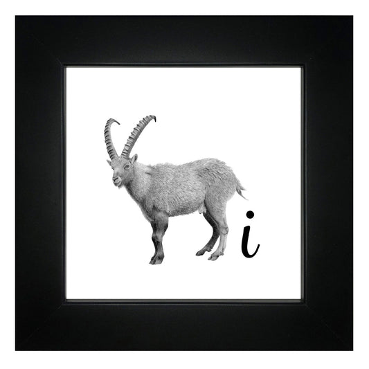 I is for Ibex Framed Giclee Print