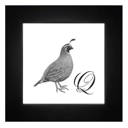 Q is for Quail Framed Giclee Print