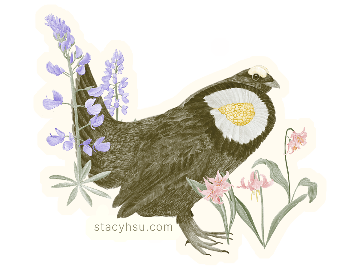 Sooty Grouse vinyl sticker